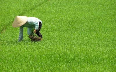 Groepsrondreis Vietnam
